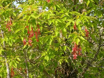 Western boxelder