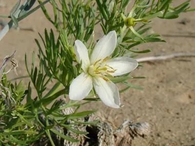 Harmal peganum