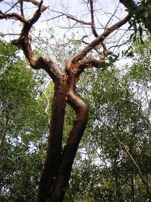 Gumbo limbo