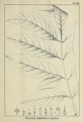 Gaita