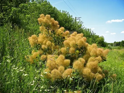 European smoketree