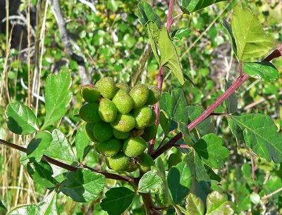 Squawbush