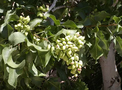 Pistachio