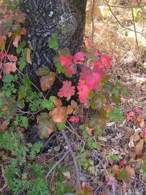Pacific poison oak
