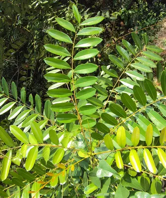 Paradisetree