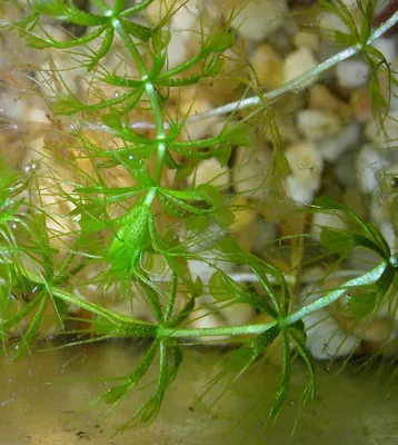 Common Aldrovanda