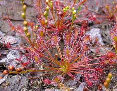 Spoonleaf sundew