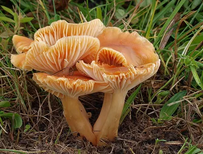 Cuphophyllus pratensis