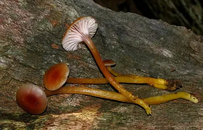 Gliophorus laetus