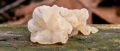 White jelly fungus