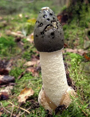 Phallus impudicus