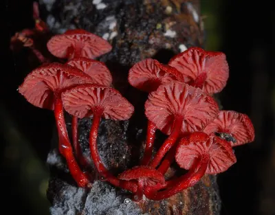 Cruentomycena viscidocruenta