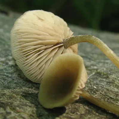 Simocybe centunculus