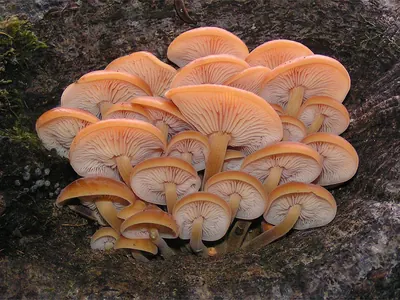 Flammulina velutipes