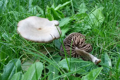 Entoloma sericeum