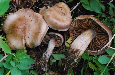 Cortinarius pseudorubricosus