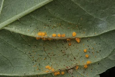 Melampsora pulcherrima