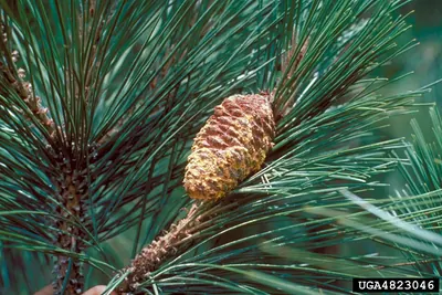 Cronartium conigenum