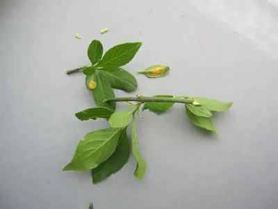 Puccinia brachypodii