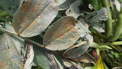 Uromyces viciae-fabae