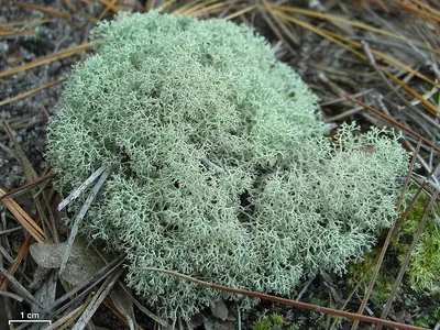 Dixie reindeer lichen