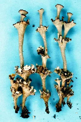 Slender ladder lichen