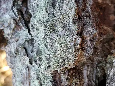Ravenel's cup lichen