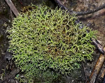 Cladia aggregata