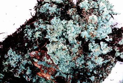 Dust lichen