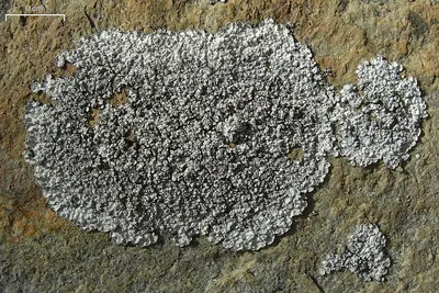 Lepraria normandinoides