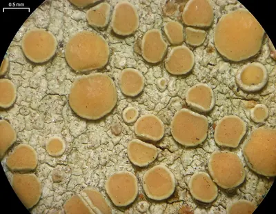 Louisiana rim lichen