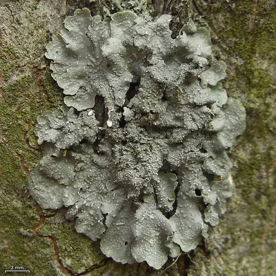 Mealy speckled shield lichen