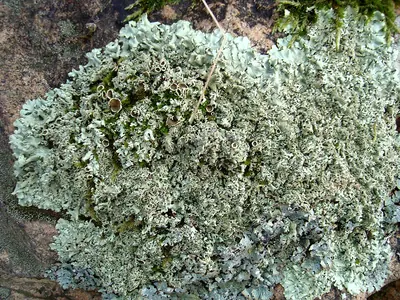 Xanthoparmelia stenophylla