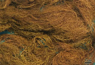 Fremont's horsehair lichen