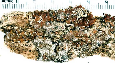 Whiskered camouflage lichen; Whiskered brown-shield lichen