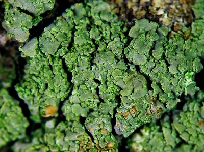 Common clam lichen