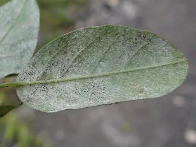 Erysiphe pisi