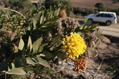 Asclepias barjoniifolia