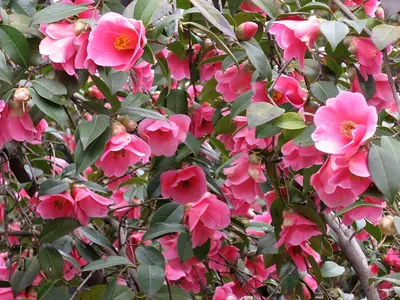 Camellia × williamsii