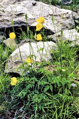 Welsh Poppy