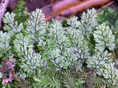 Hymenophyllum cupressiforme