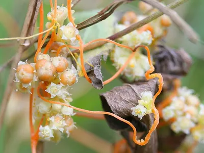 Field dodder