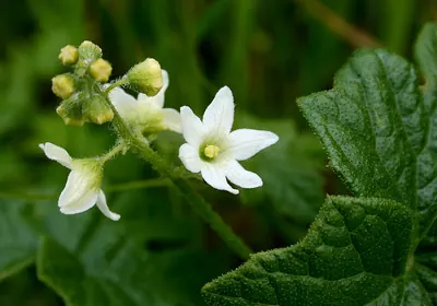 Marah fabacea