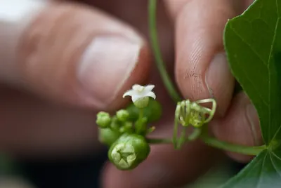 Zehneria mucronata