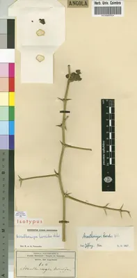 Acanthosicyos horridus