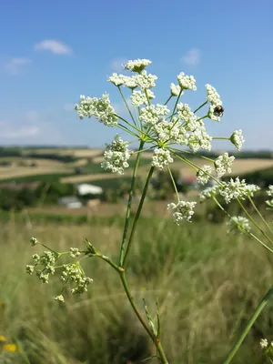 Seseli pallasii