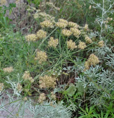Astrodaucus orientalis