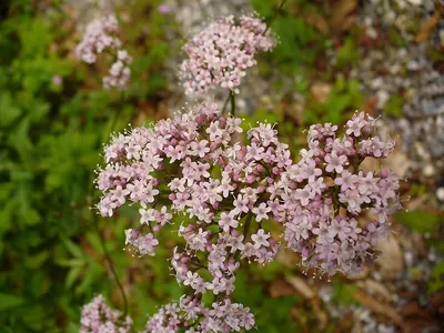 Sanicula elata