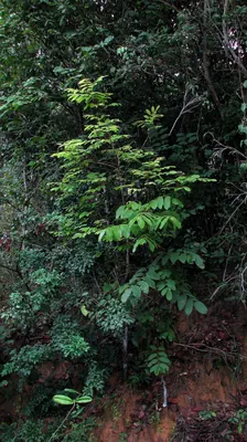 Thyrsodium spruceanum