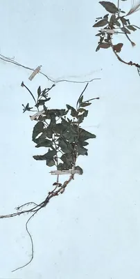 Broad-leaved Willowherb